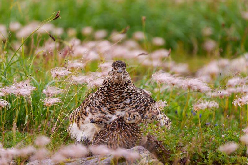 A brown-colored ptarmigan in its summer plumage huddles close with its three chicks. They are surrounded by an alpine meadow filled with high-altitude flowers.