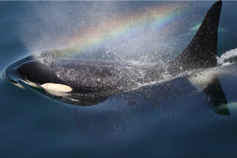 A vibrant rainbow arching over the spray from an orca