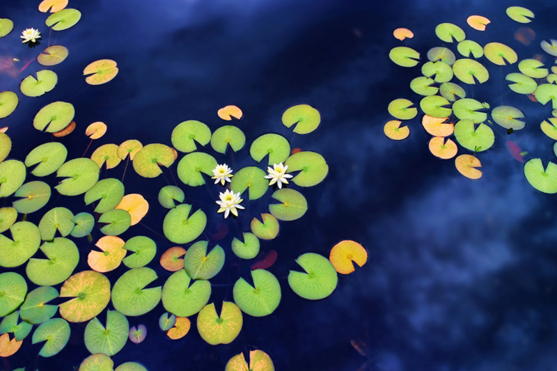 Green and yellow water lily leaves float on the blue water surface. Among the leaves of various sizes, white flowers are sporadically blooming.
