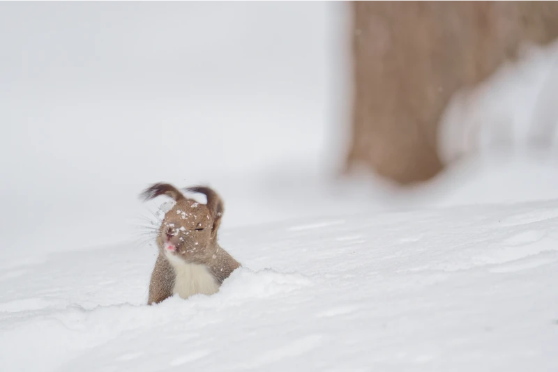 A long-eared squirrel peering out from the snow