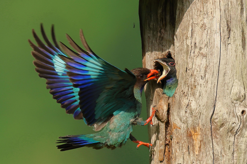 A bird with green and blue feathers is depicted bringing food to its chicks, which are visible with gaping beaks inside a tree hollow.