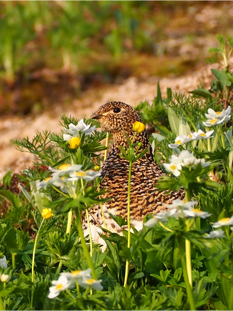 A ptarmigan standing among grass and flowers