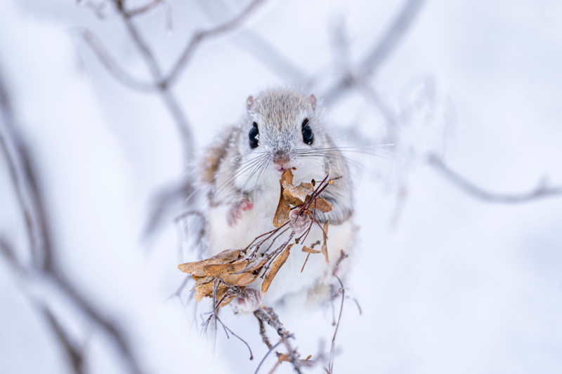 A Japanese dwarf flying squirrel with large, dark eyes skillfully holds a maple seed with its front paws while eating.