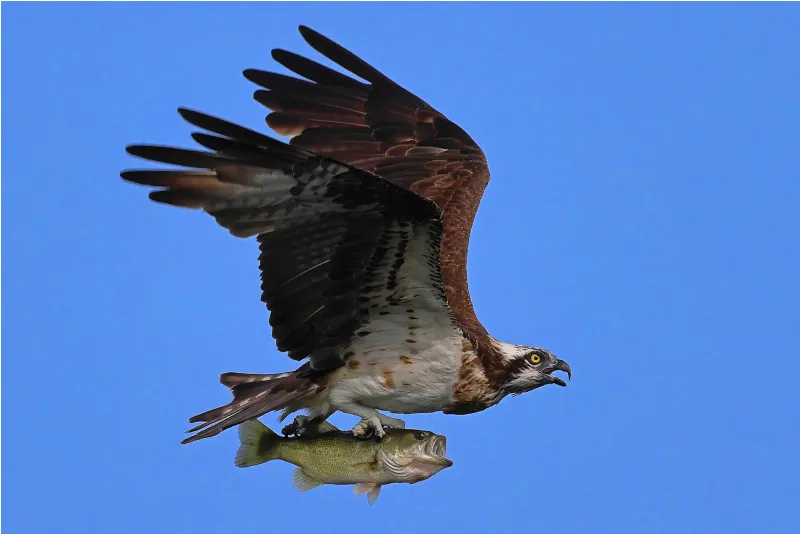An osprey is flying while gripping the back of a large black bass. The black bass has its mouth open and is facing straight ahead.