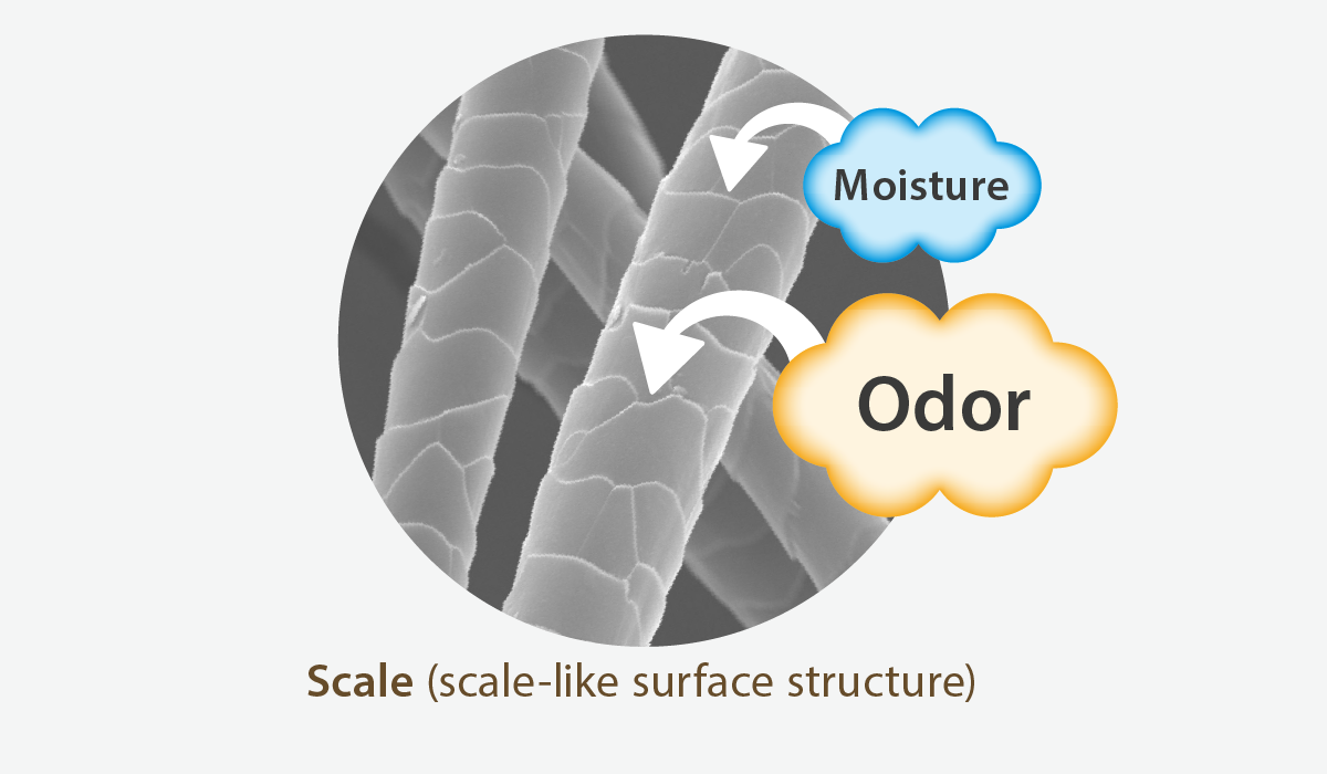 Magnified illustration of wool fibers. Explanation follows.