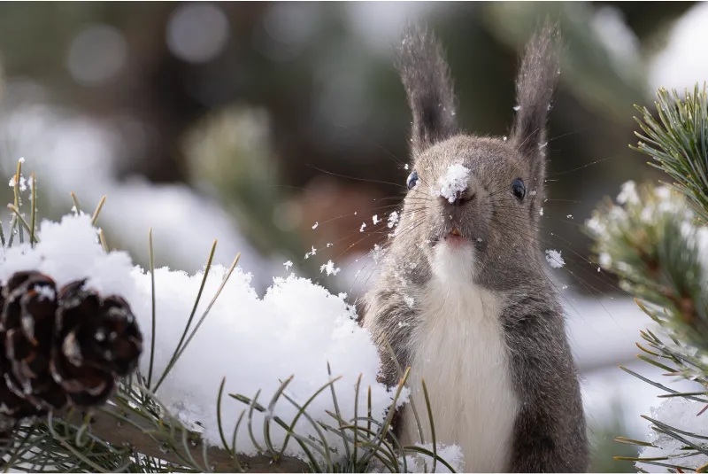 A Hokkaido squirrel on a pine branch has raised its face, with lots of snow clinging to its nose and whiskers.