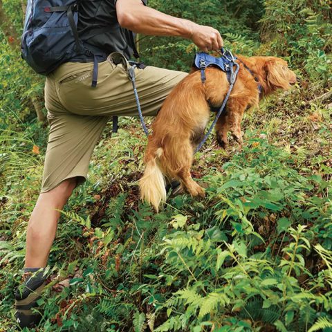 Dog Trail Harness S