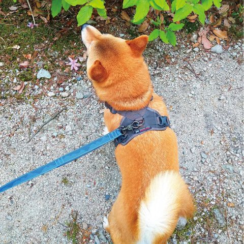 Mesh Dog Harness S