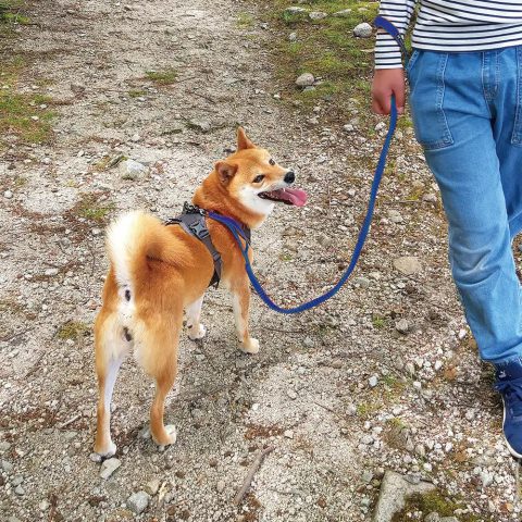 Stretch Dog Lead