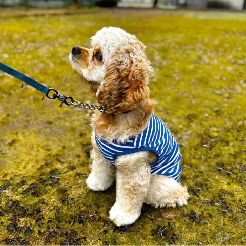 Wickron Dog Shirt Large