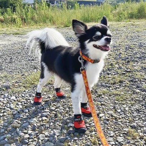 Trail Dog Shoes