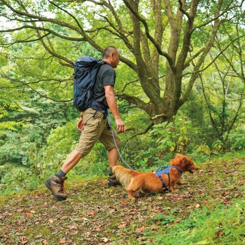 Dog Trail Harness S