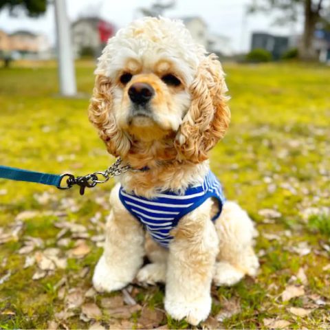 Wickron Dog Shirt Small