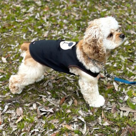 Wickron Dog Shirt Monta Bear Face Small