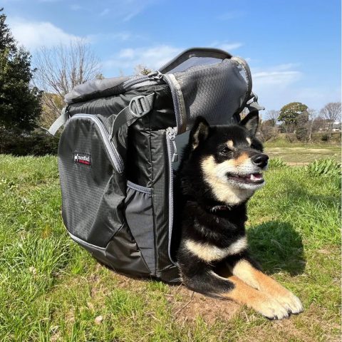 Dog Carrying Pack L